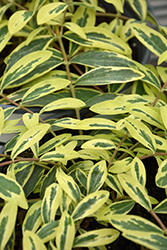 Fiesta St. John's Wort (Hypericum calycinum 'Fiesta') at Lakeshore Garden Centres