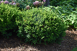 Margarita Yew (Taxus x media 'Geers') at Lakeshore Garden Centres