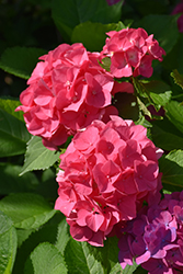 Cityline Copenhagen Hydrangea (Hydrangea macrophylla 'Racopen') at Lakeshore Garden Centres