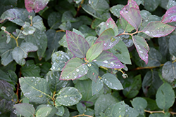 Double Play Blue Kazoo Spirea (Spiraea media 'SMSMBK') at Lakeshore Garden Centres