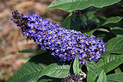 Pugster Blue Butterfly Bush (Buddleia 'SMNBDBT') at Peter Knippel Garden Centre