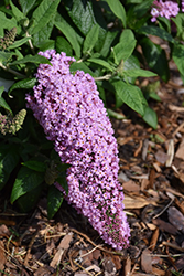 Butterfly Candy Li'l Taffy Butterfly Bush (Buddleia davidii 'BotEx 005') at Lakeshore Garden Centres