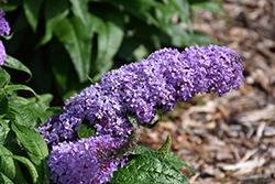 Pugster Lavender Butterfly Bush (Buddleia 'Pugster Lavender') at Lakeshore Garden Centres