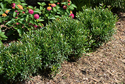 Gem Box Inkberry Holly (Ilex glabra 'SMNIGAB17') at Lakeshore Garden Centres