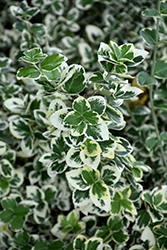 White Album Wintercreeper (Euonymus fortunei 'Alban') at Peter Knippel Garden Centre