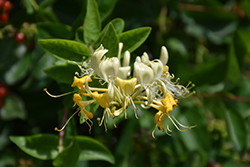 Scentsation Honeysuckle (Lonicera periclymenum 'Scentsation') at Peter Knippel Garden Centre