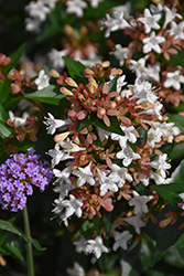 Ruby Anniversary Abelia (Abelia chinensis 'Keiser') at Lakeshore Garden Centres