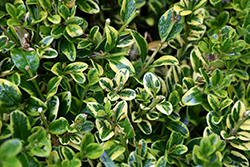 Wedding Ring Boxwood (Buxus microphylla 'Eseles') at Lakeshore Garden Centres