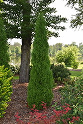 Skywalker Arborvitae (Thuja occidentalis 'Skywalker') at Lakeshore Garden Centres