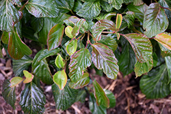 Shiny Dancer Viburnum (Viburnum 'NCVX1') at Lakeshore Garden Centres