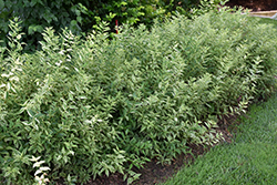 Creme Fraiche Deutzia (Deutzia gracilis 'Mincream') at Lakeshore Garden Centres
