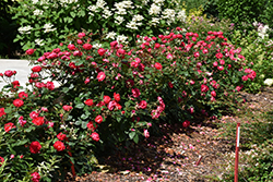 Oso Easy Double Red Rose (Rosa 'Meipeporia') at Mainescape Nursery