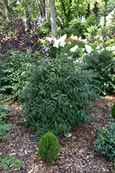 Sugar Mountain Blue Honeyberry (Lonicera caerulea 'Dolce Vita') at Lakeshore Garden Centres