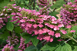 Gatsby Gal Hydrangea (Hydrangea quercifolia 'Brenhill') at Lakeshore Garden Centres