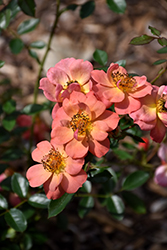 Oso Easy Hot Paprika Rose (Rosa 'FARROWRSP') at Golden Acre Home & Garden