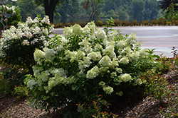 Little Lime Hydrangea (Hydrangea paniculata 'Jane') at Peter Knippel Garden Centre