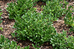 Low Scape Hedger Aronia (Aronia melanocarpa 'UCONNAM166') at Mainescape Nursery