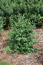 Yezberry Honey Bunch Japanese Haskap (Lonicera caerulea 'Kaido') at Lakeshore Garden Centres