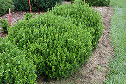 Sprinter Boxwood (Buxus microphylla 'Bulthouse') at Peter Knippel Garden Centre