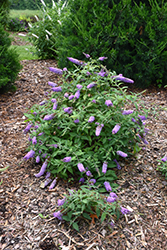 Lo & Behold Lilac Chip Butterfly Bush (Buddleia 'Lilac Chip') at Lakeshore Garden Centres