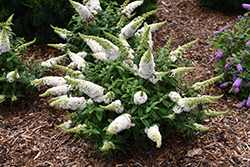 Pugster White Butterfly Bush (Buddleia 'SMNBDW') at Lakeshore Garden Centres