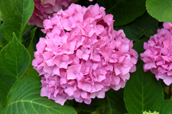 Let's Dance Rhythmic Blue Hydrangea (Hydrangea macrophylla 'SMHMES14') at Lakeshore Garden Centres