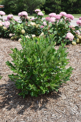 Low Scape Hedger Aronia (Aronia melanocarpa 'UCONNAM166') at Lakeshore Garden Centres