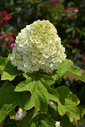 Gatsby Moon Hydrangea (Hydrangea quercifolia 'Brother Edward') at Lakeshore Garden Centres