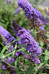 Purple Emperor Butterfly Bush (Buddleia davidii 'Purple Emperor') at Lakeshore Garden Centres