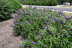 Purple Emperor Butterfly Bush (Buddleia davidii 'Purple Emperor') at Lakeshore Garden Centres