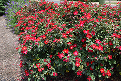 Oso Easy Cherry Pie Rose (Rosa 'Meiboulka') at Lakeshore Garden Centres