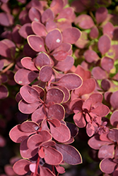 Sunjoy Cinnamon Japanese Barberry (Berberis thunbergii 'Celeste') at Lakeshore Garden Centres