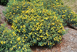 Blues Festival St. John's Wort (Hypericum kalmianum 'SMHKBF') at Lakeshore Garden Centres