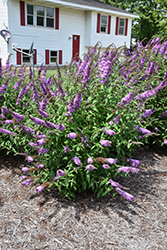 Peacock Butterfly Bush (Buddleia davidii 'Peakeep') at Lakeshore Garden Centres