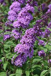 Peacock Butterfly Bush (Buddleia davidii 'Peakeep') at Lakeshore Garden Centres