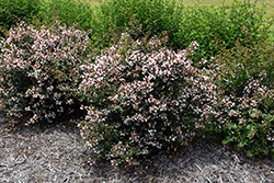 Ruby Anniversary Abelia (Abelia chinensis 'Keiser') at Lakeshore Garden Centres