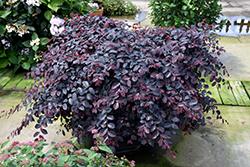 Jazz Hands Dwarf Pink Chinese Fringeflower (Loropetalum chinense 'Kurenai') at Lakeshore Garden Centres