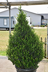 Patti-O Box Japanese Holly (Ilex crenata 'FARROWSK6') at Lakeshore Garden Centres