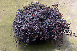 Jazz Hands Mini Chinese Fringeflower (Loropetalum chinense 'Beni Hime') at Lakeshore Garden Centres