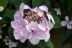 Let's Dance Diva! Hydrangea (Hydrangea macrophylla 'SMHMLDD') at Lakeshore Garden Centres