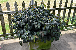 Shiny Dancer Viburnum (Viburnum 'NCVX1') at Lakeshore Garden Centres