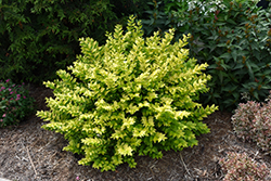 Golden Ticket Privet (Ligustrum x vicaryi 'NCLX1') at Lakeshore Garden Centres