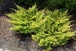 Good Vibrations Gold Juniper (Juniperus horizontalis 'Hegedus') at Lakeshore Garden Centres