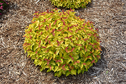 Double Play Candy Corn Spirea (Spiraea japonica 'NCSX1') at Peter Knippel Garden Centre