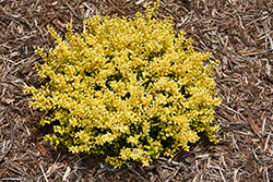 Brass Buckle Japanese Holly (Ilex crenata 'ANNYS1') at Lakeshore Garden Centres