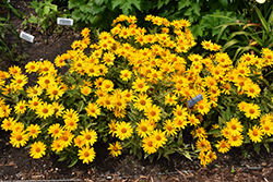 Sunstruck False Sunflower (Heliopsis helianthoides 'Sunstruck') at Golden Acre Home & Garden