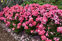 Garden Girls Glamour Girl Garden Phlox (Phlox paniculata 'Glamour Girl') at Peter Knippel Garden Centre