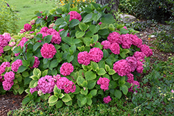 Let's Dance Rave Hydrangea (Hydrangea macrophylla 'SMNHMSIGMA') at Lakeshore Garden Centres