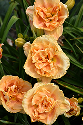 Rainbow Rhythm Siloam Peony Display Daylily (Hemerocallis 'Siloam Peony Display') at Lakeshore Garden Centres