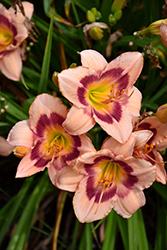 Wineberry Candy Daylily (Hemerocallis 'Wineberry Candy') at Lakeshore Garden Centres